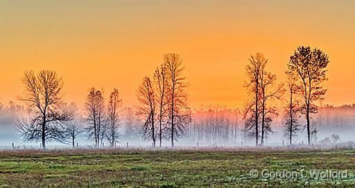 Trees In Sunrise Ground Fog_P1180987-9.jpg - Photographed near Jasper, Ontario, Canada.